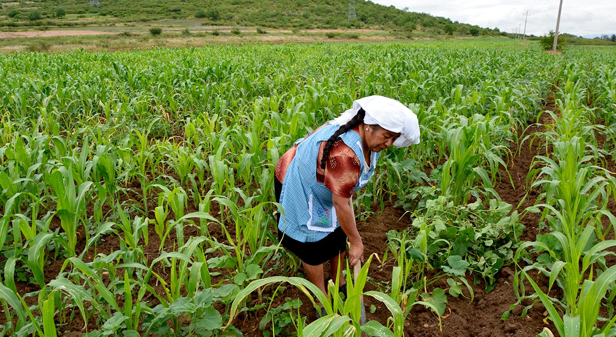 Investigación sobre técnicas ancestrales de labranza entra en el top 100 de artículos científicos del mundo
